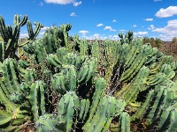 San Miguel de Allende, El Charco del Ingenio Jardín Botánico